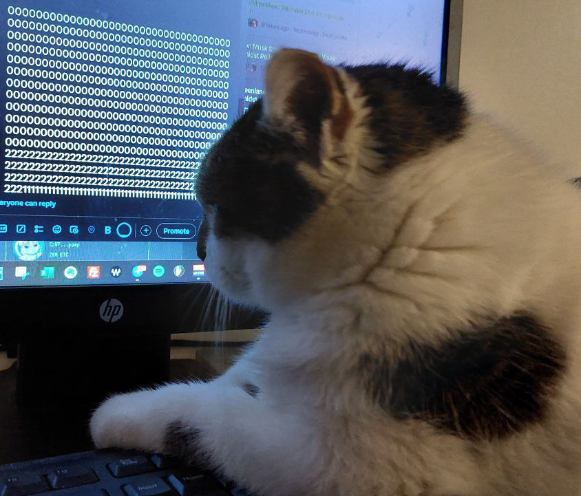 Hoppy Cat tweet media