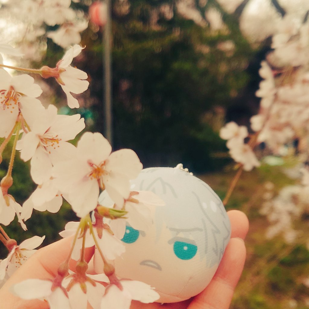 🌸🌸🌸🌸❄🌸🌸🌸🌸