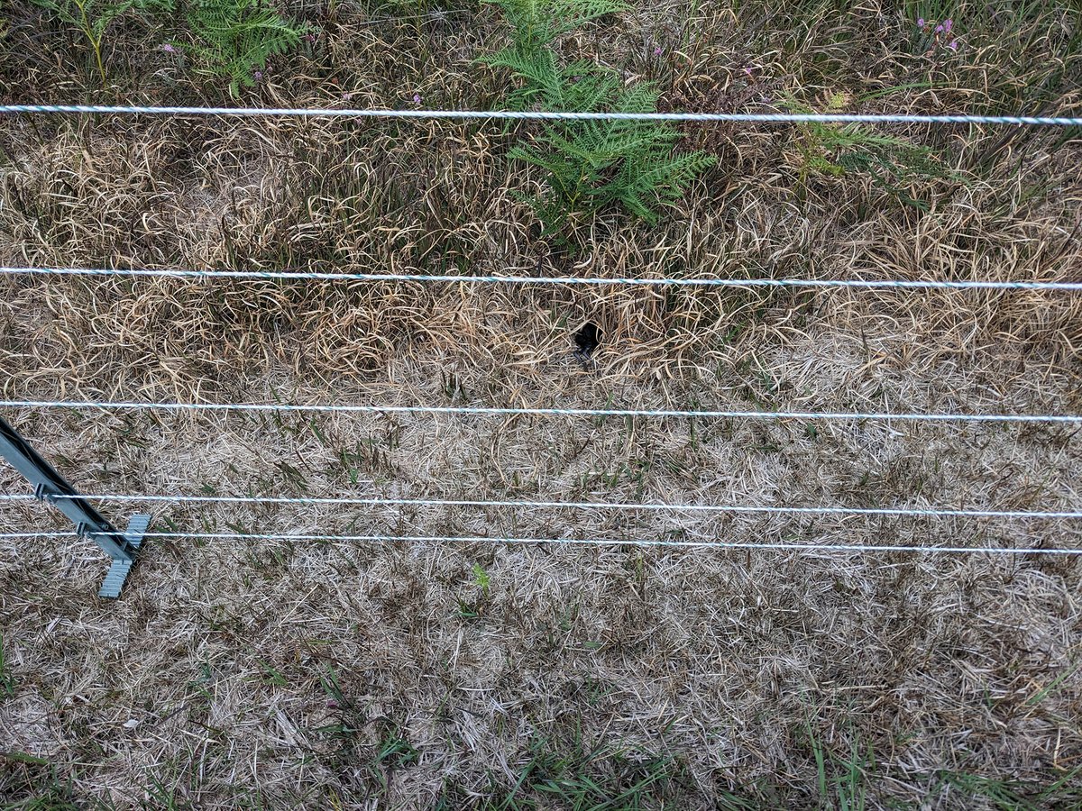 Stephen Barlow tweet media