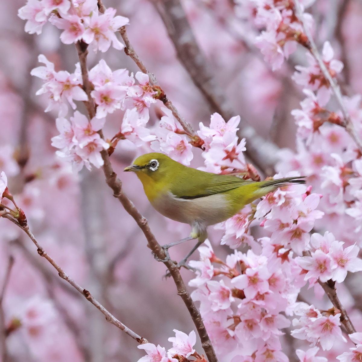 ツルヲ tweet media