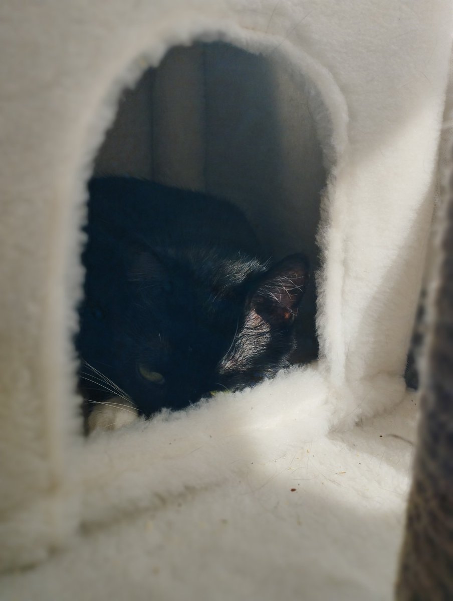 улиточка Гэри, мяу tweet media