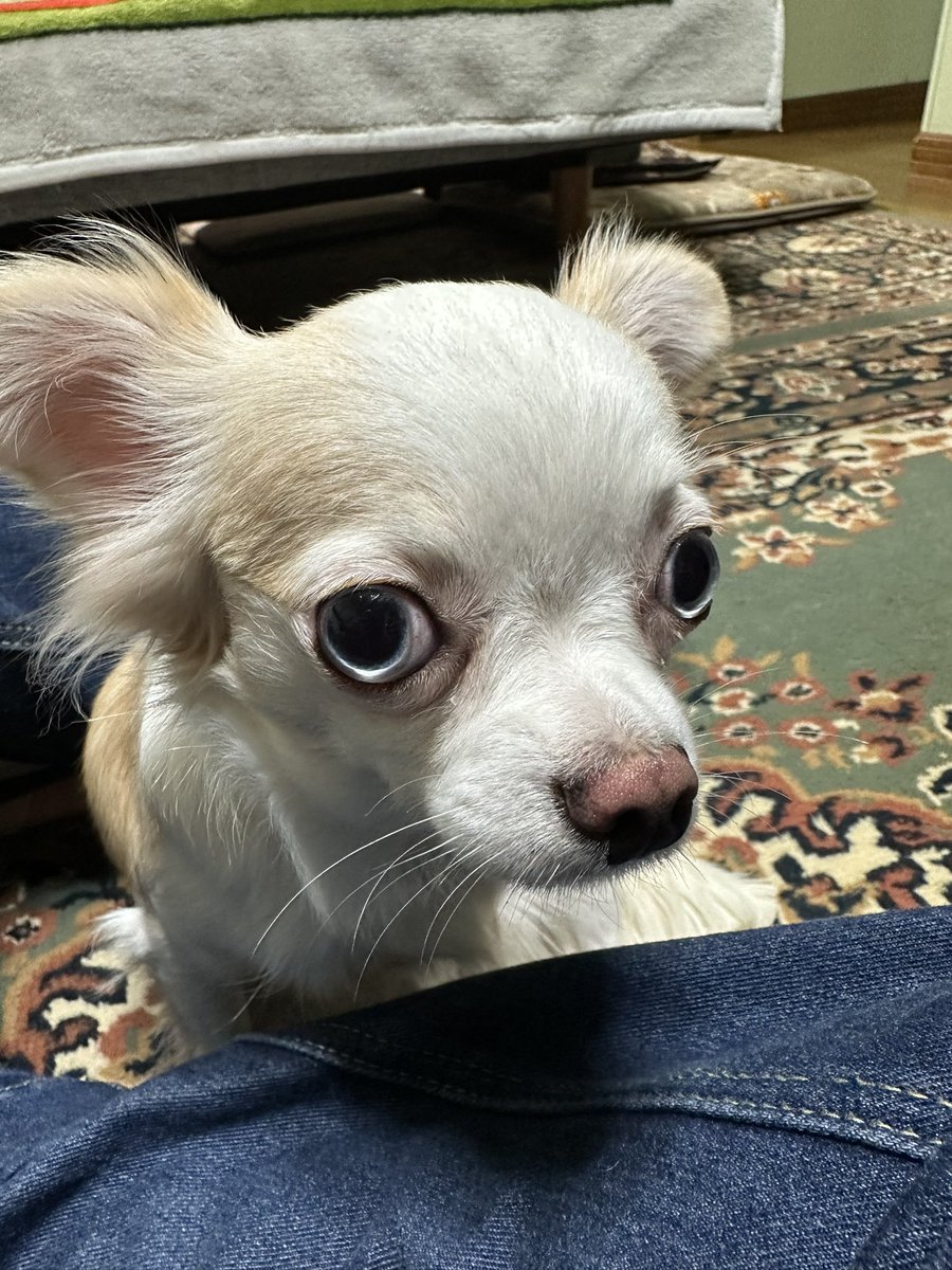 Artemis@ 疲れ気味!!😂 tweet media