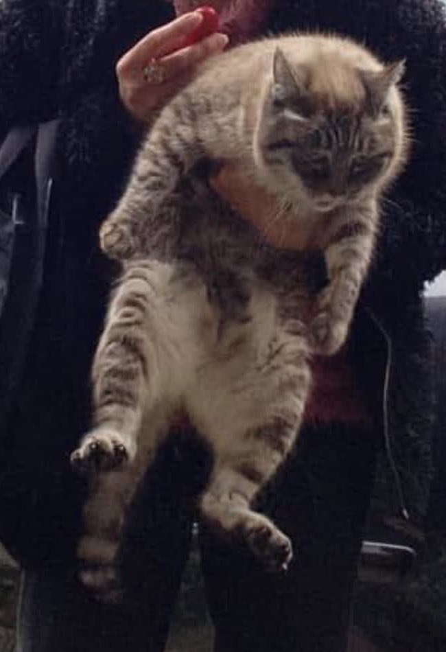 ざくしろ。 tweet media