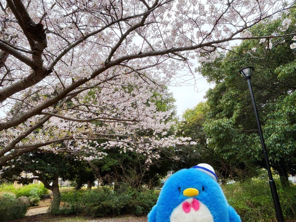 ペン子🐧 tweet media