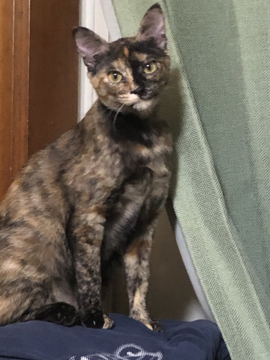 ちくわ聖人🍢 tweet media