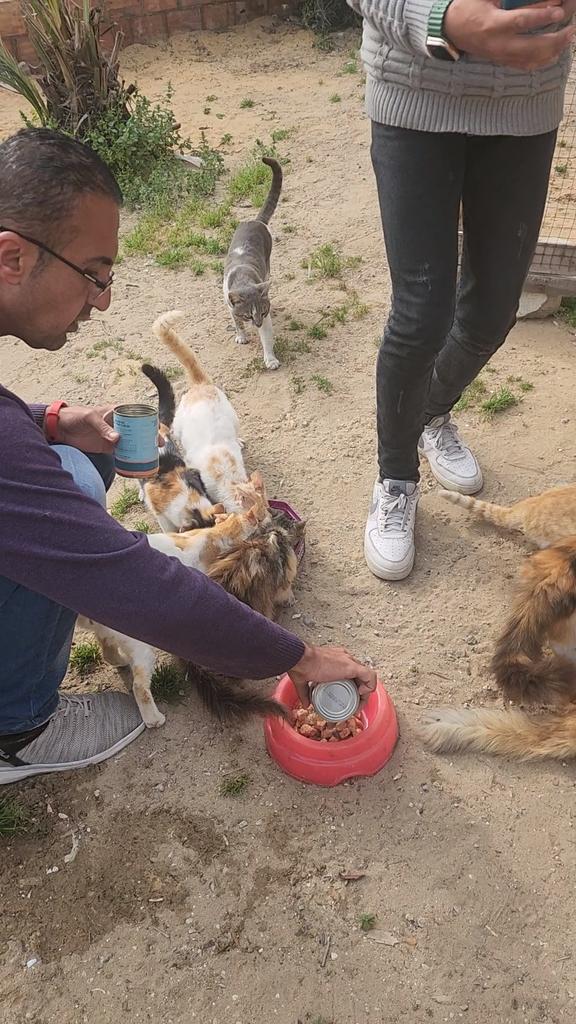 help cats tweet media