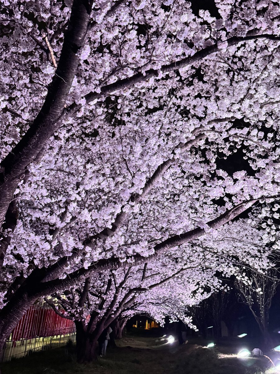 にゃち🦈🫧 tweet media