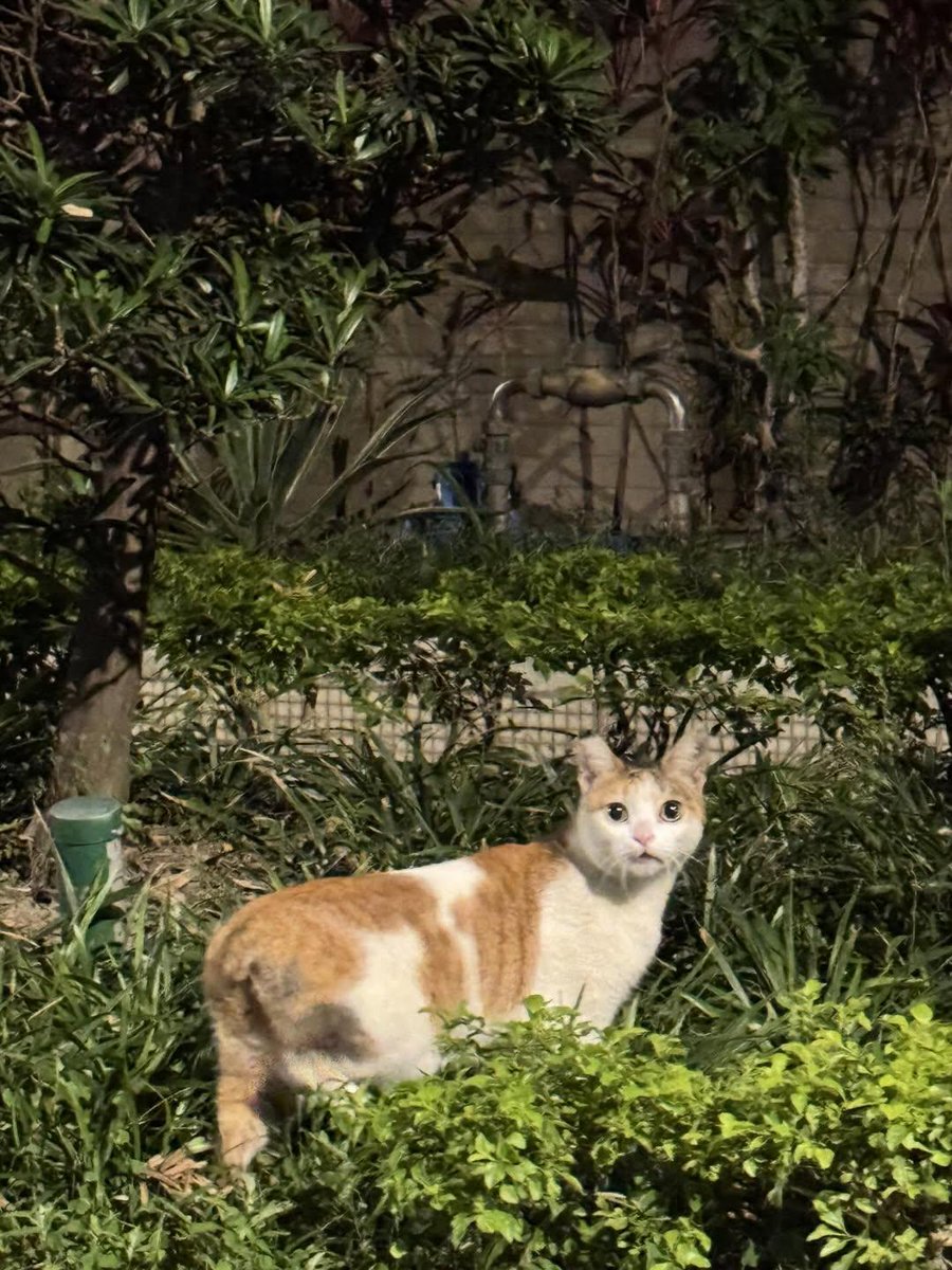 Cat 🐈 tweet media