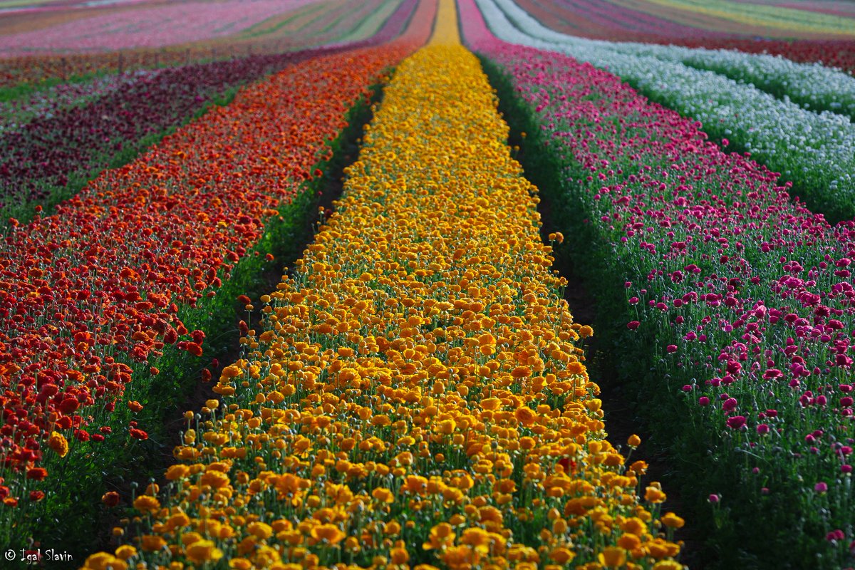 Dr. Reda Mansour tweet media