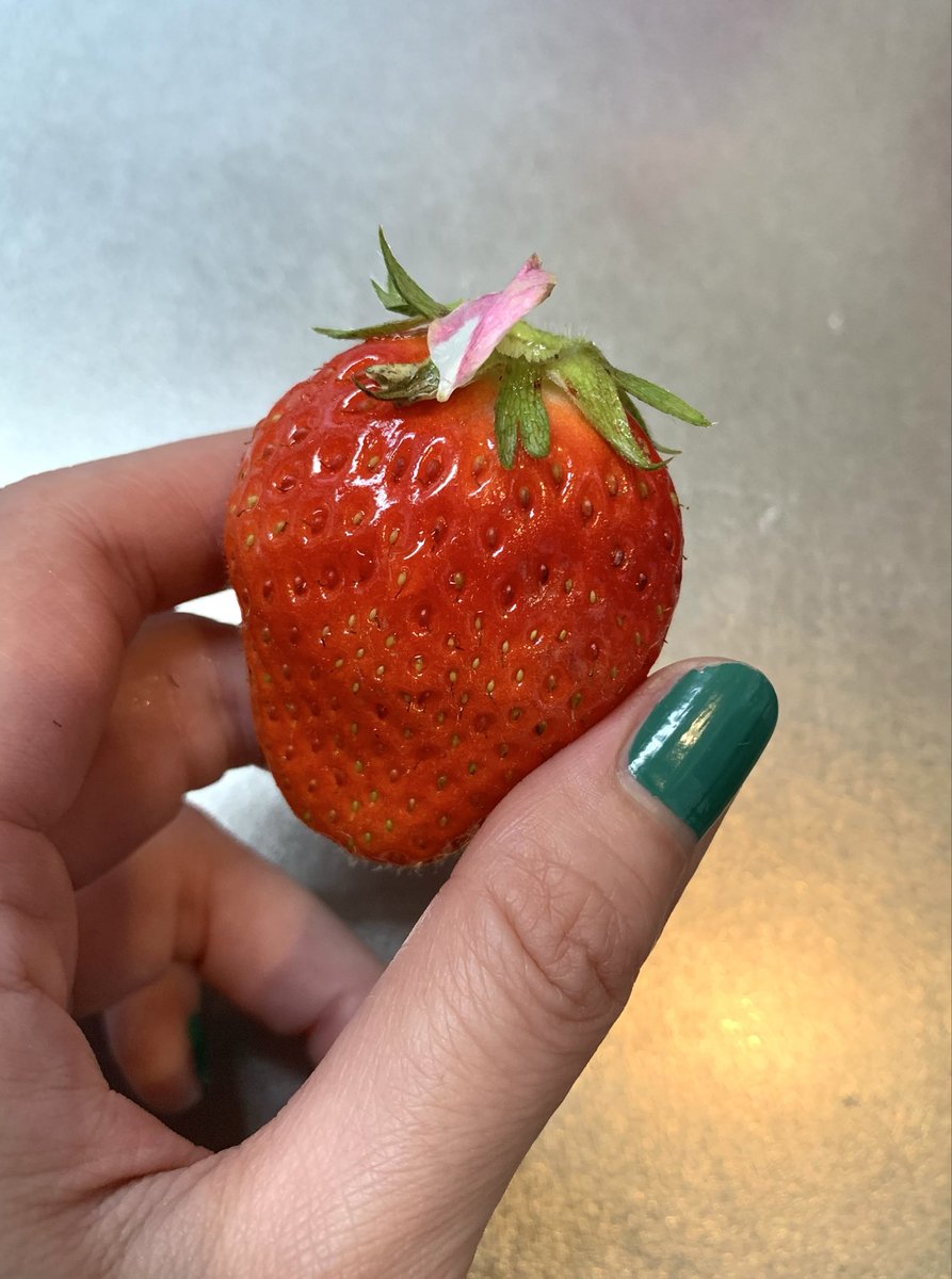 今日買ったイチゴに
桜の花びらが紛れ込んでて
めっちゃかわいい！