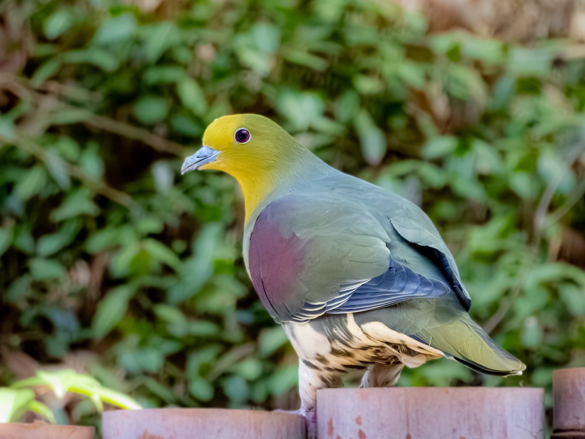 pdrive222's tweet image. 普段妻と探鳥に行くんですけど、このレベルでアップの写真撮ってくれるなら、俺がわざわざテレコン付けてまでアップで撮る必要なくね……🤔？
今度行くとき自分はもっと引きの写真にしよか🤔

#野鳥
#P950
#COOLPIXP950