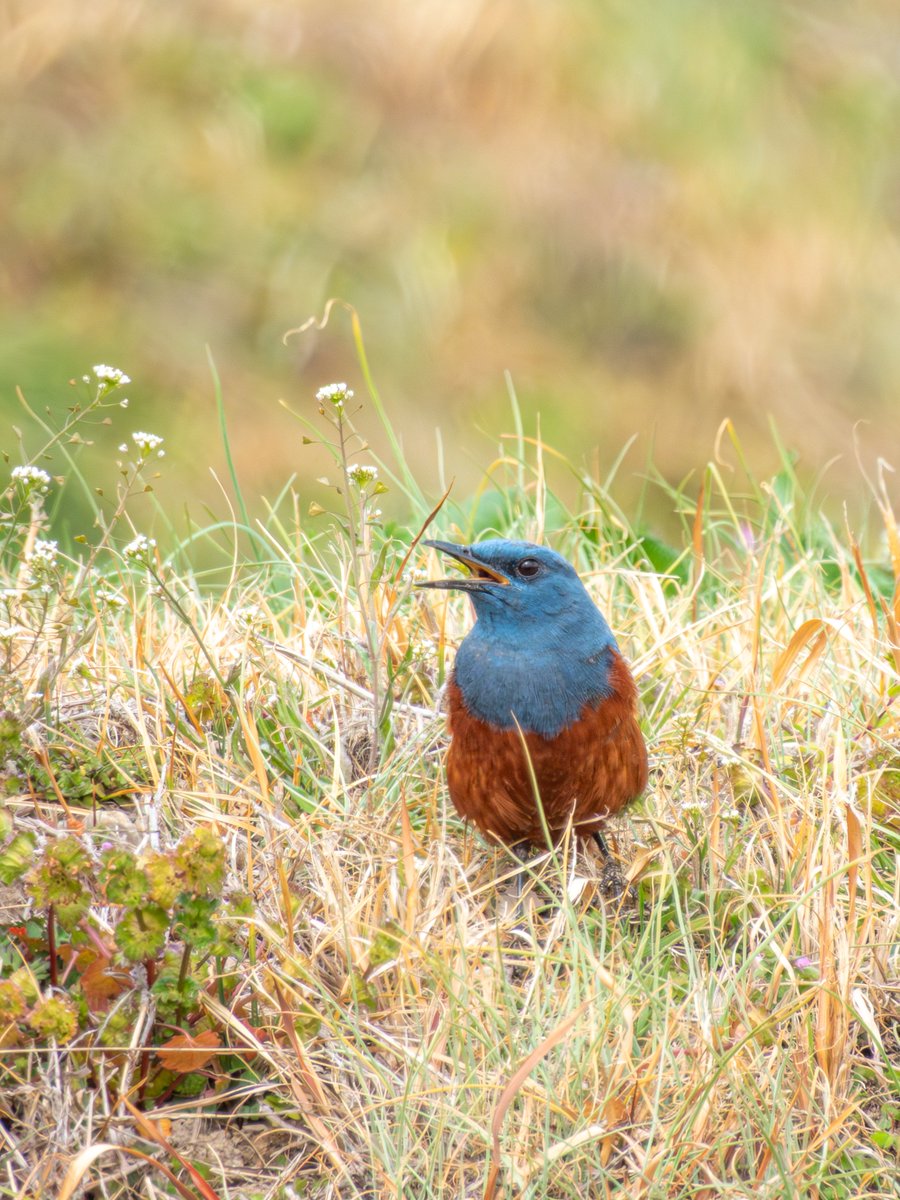 pdrive222's tweet image. 普段妻と探鳥に行くんですけど、このレベルでアップの写真撮ってくれるなら、俺がわざわざテレコン付けてまでアップで撮る必要なくね……🤔？
今度行くとき自分はもっと引きの写真にしよか🤔

#野鳥
#P950
#COOLPIXP950