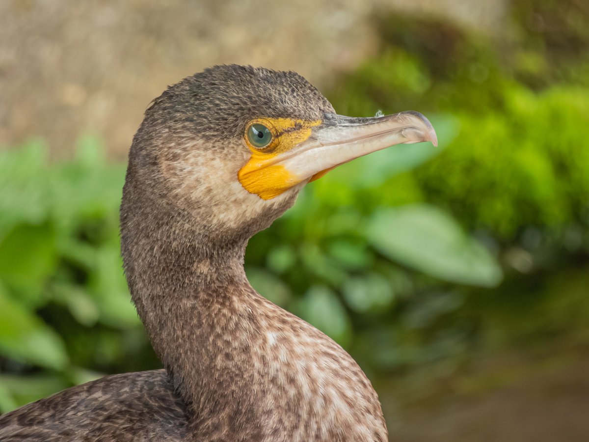 pdrive222's tweet image. 普段妻と探鳥に行くんですけど、このレベルでアップの写真撮ってくれるなら、俺がわざわざテレコン付けてまでアップで撮る必要なくね……🤔？
今度行くとき自分はもっと引きの写真にしよか🤔

#野鳥
#P950
#COOLPIXP950