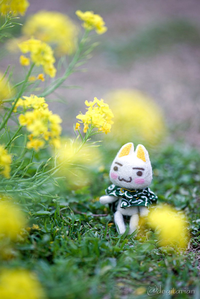 あやねこ tweet media