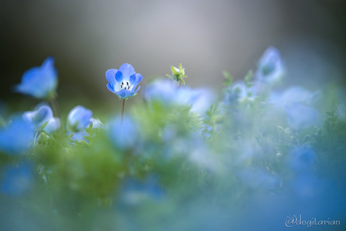 あやねこ tweet media