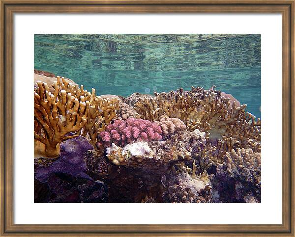 HurmerintaArt's tweet image. The Amazing And Healthy Corals In The Red Sea.

#naturephotography #underwater #ecosystem #beautifulwallart #greatgiftidea  

johanna-hurmerinta.pixels.com/featured/the-a…
