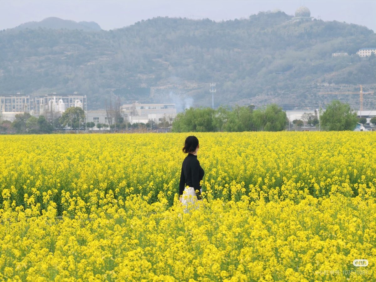 Insight Ninghai tweet media