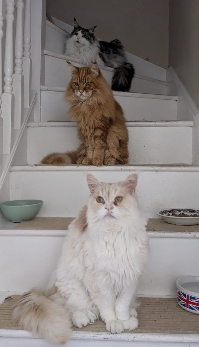 Happy Easter from the Coonie Crew
(Food is on the stairs as we have a dog visiting today😂)
<a href="/FlavellG/">Gillian Flavell</a> <a href="/Alichat66/">Ali L</a> <a href="/Casserly_Rock/">James Casserly</a> <a href="/BookwormBean/">Bookworm Bean</a> <a href="/rose1_scarlett/">ScarlettRose1</a>