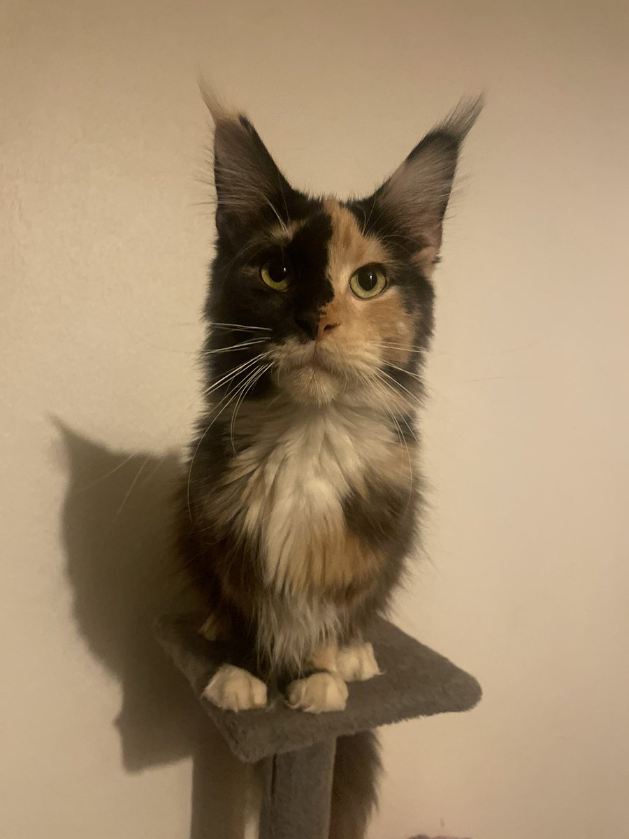 Leon S. Kennedy tweet media