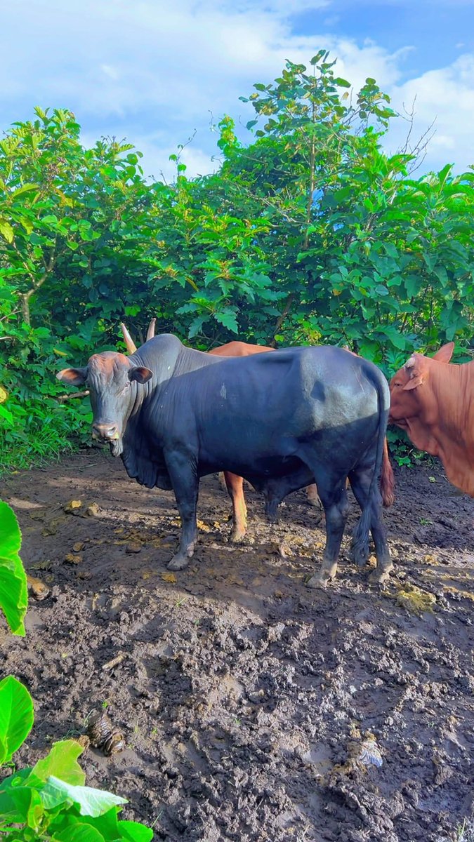 GISARO🇨🇩❤️ tweet media