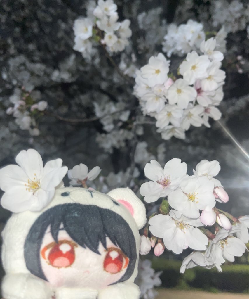 abcvEX316's tweet photo. 夜桜〜🌸🌙 https://t.co/5pEfWvS6mc