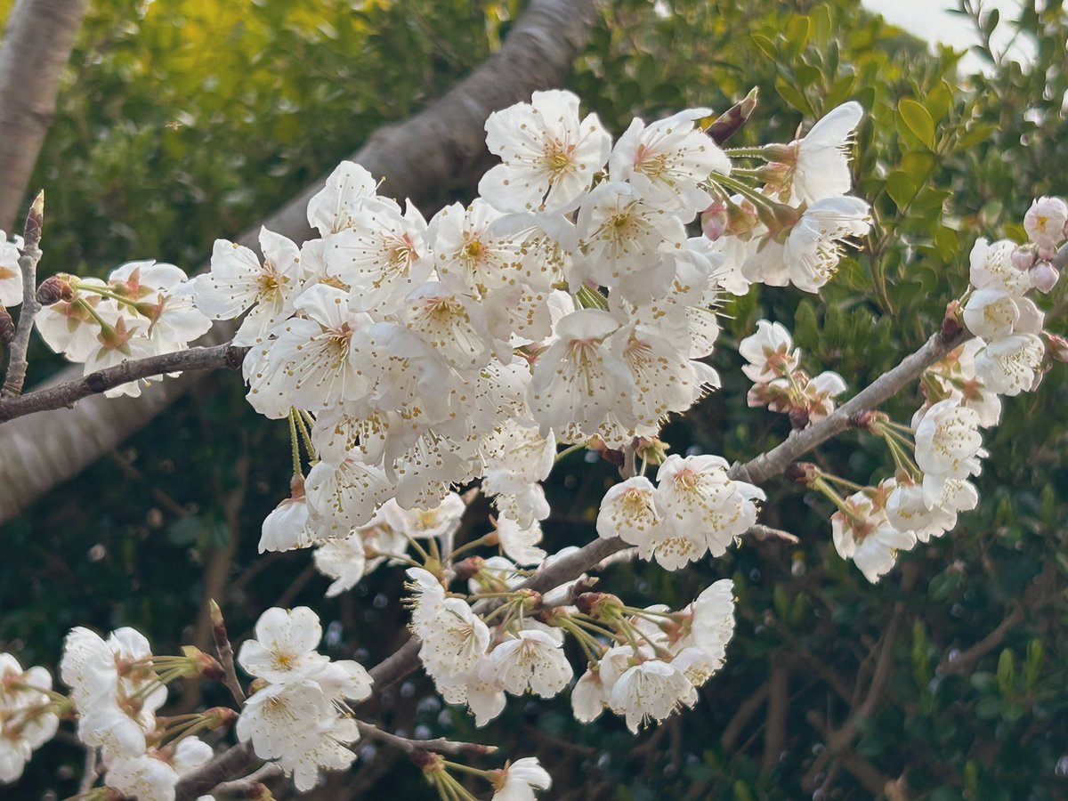 🍀okiraku😗あせらず ゆったり お気楽に✨✨ tweet media