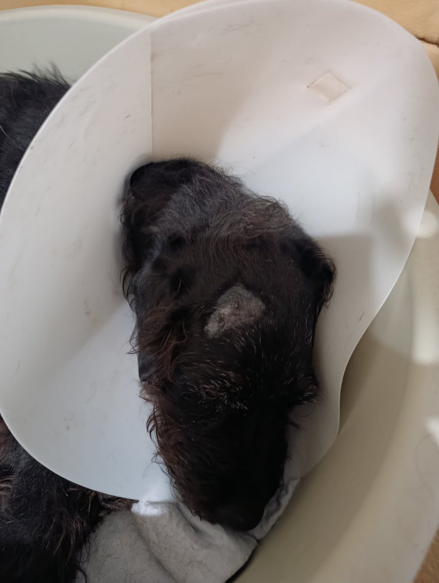 Reglisse 🥰🥰 tweet media