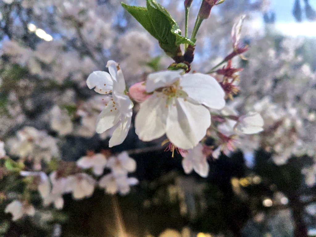 cross結衣dresser tweet media