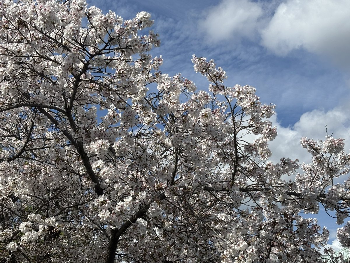 東山駅からロームシアターへ行く途中。桜まだ咲いてて、天気良くて良かった🌸