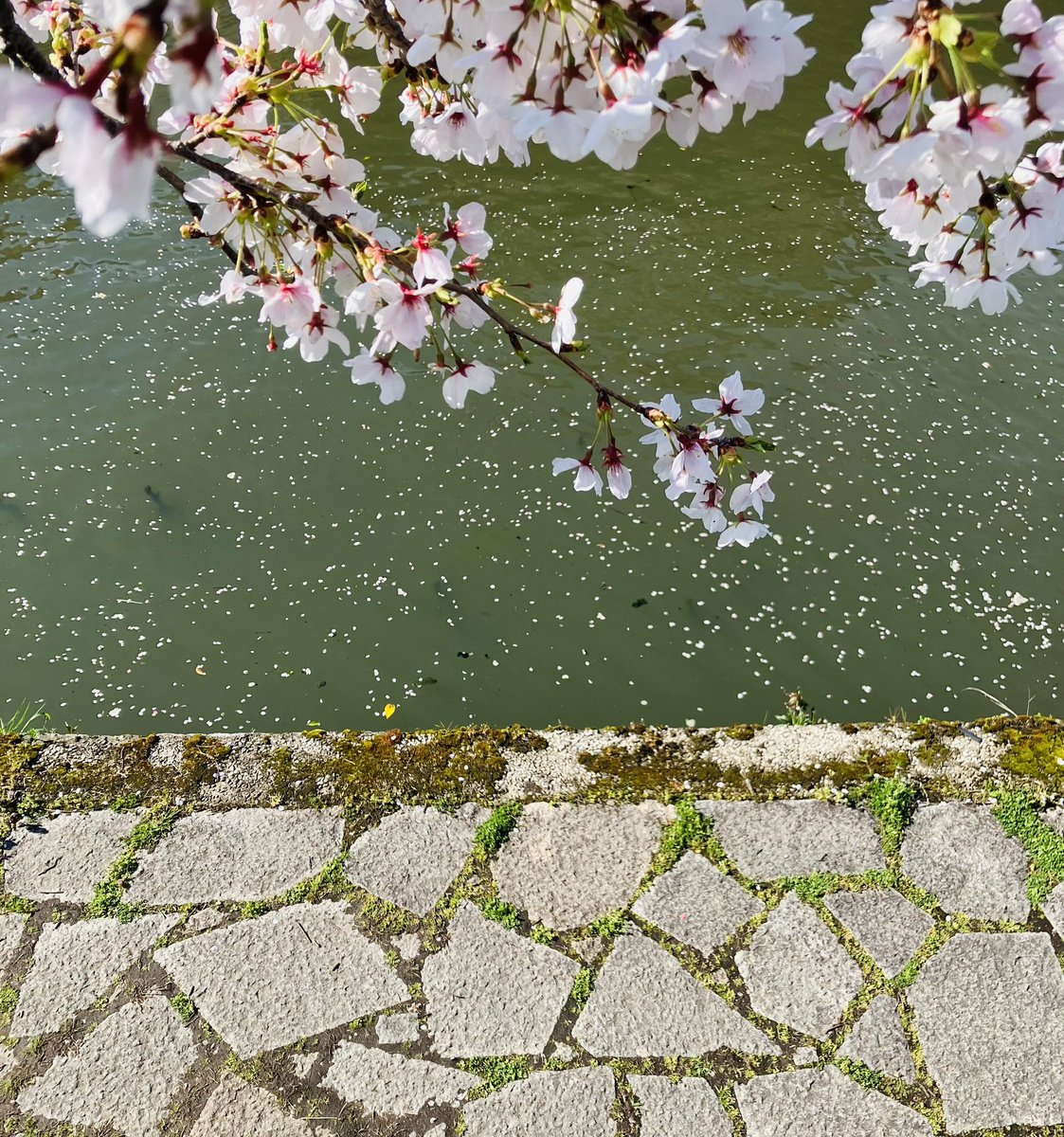 zawachen's tweet photo. 桜スポットへ

#スナップ https://t.co/xYpVidcjZY