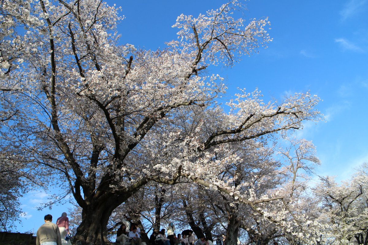 iexps57's tweet photo. 🌸#桜2026 #京都 #八幡 #背割堤 #ソメイヨシノ #桜まつり #スナップ
毎年恒例の背割り堤の桜まつりに出掛けてきました。
📷#MNG #ミラーレスカメラ #Cannon #初代ミラーレス #EOS_M https://t.co/6CsM6nlXQN