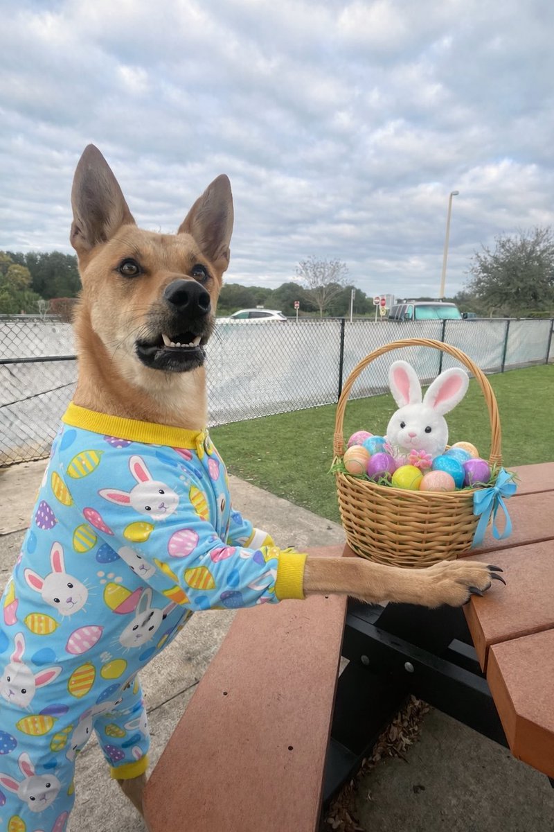 Doge Van tweet media