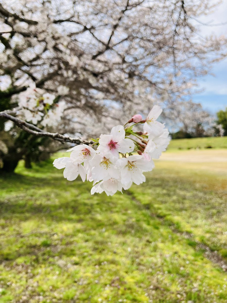 zawachen's tweet photo. 桜スポットへ

#スナップ https://t.co/QZz2MUGaft