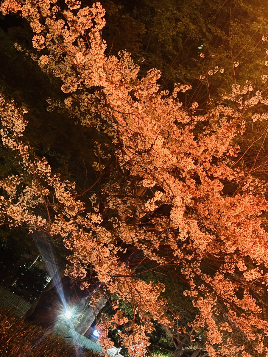 しーちゃん tweet media