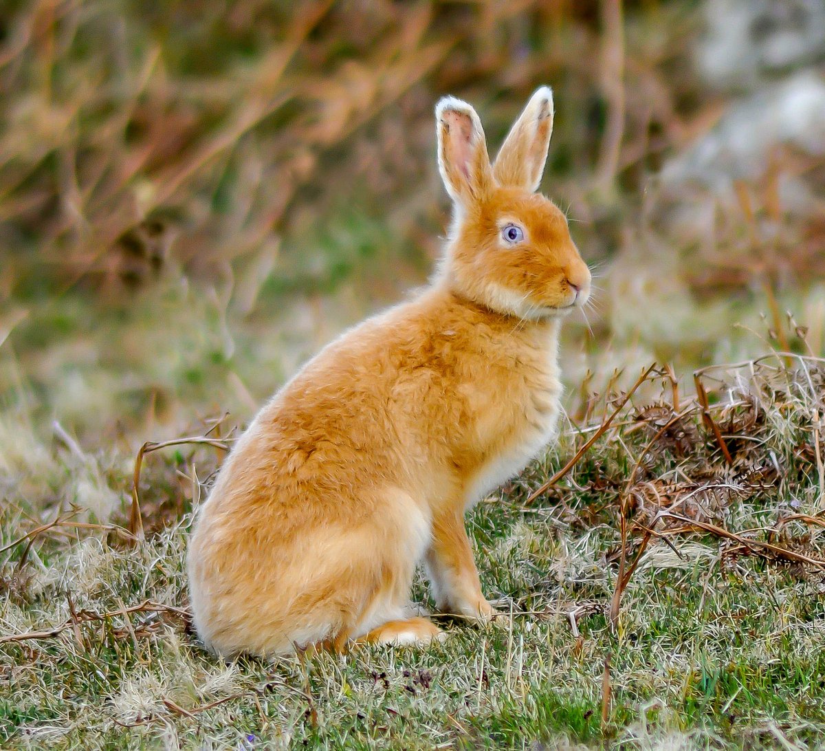 🪙 Beothach tweet media