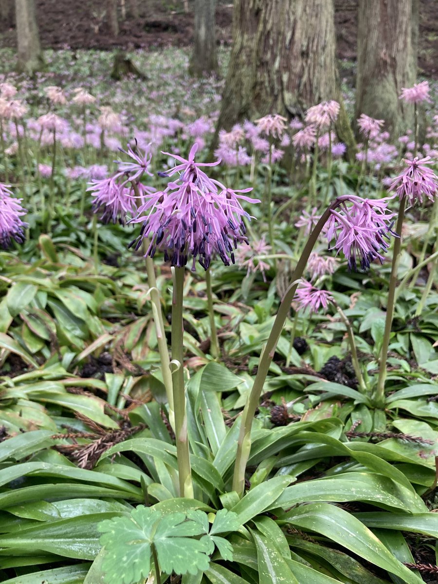 竹下大学/品種ナビゲーター tweet media