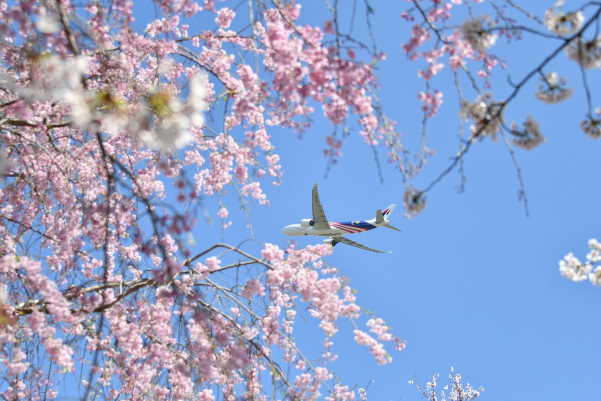 める*⋆✈︎ tweet media