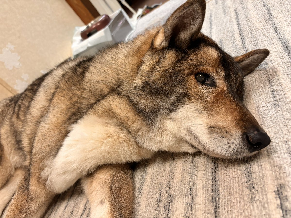 わらび@4/11(土) #えごろっく,4/18(土) #東方ヘルズゲート tweet media