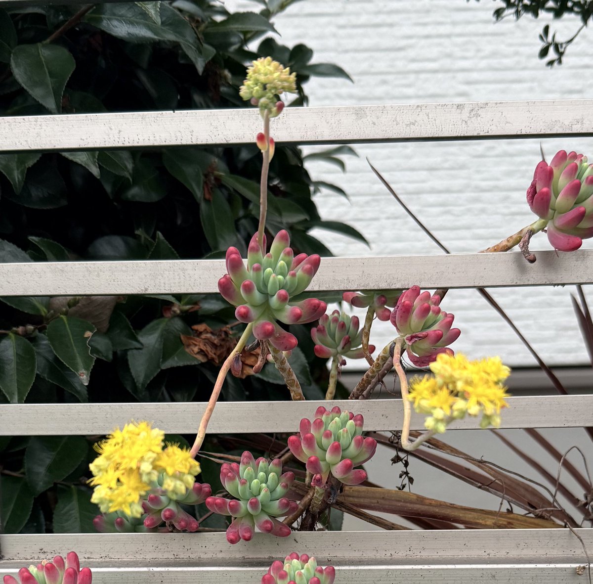 Ayako@NECOBEYA tweet media