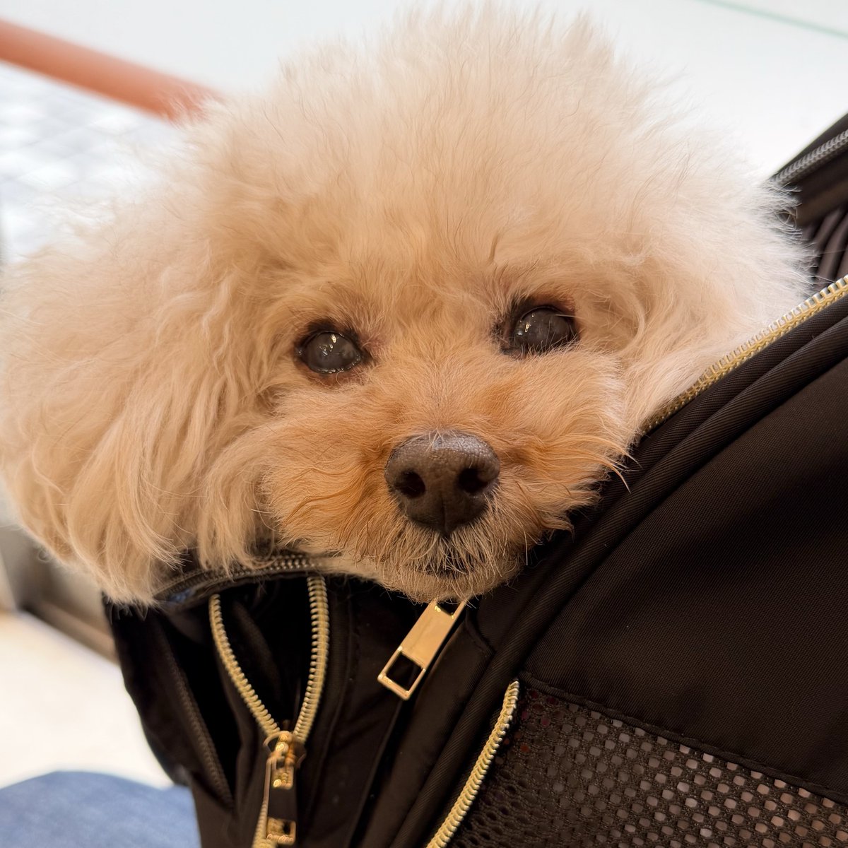 625_lily's tweet photo. 狂犬病ワクチンを打ちに病院へ。ずっと緊張して震えてたから終わったら眠くなっちゃったみたい。リリー頑張ったね！とってもお利口だったよ。 https://t.co/2y6wYJBAxV