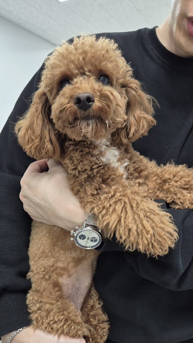 홍성보호소 입양 홍보 🚨안락사 예정🚨 tweet media