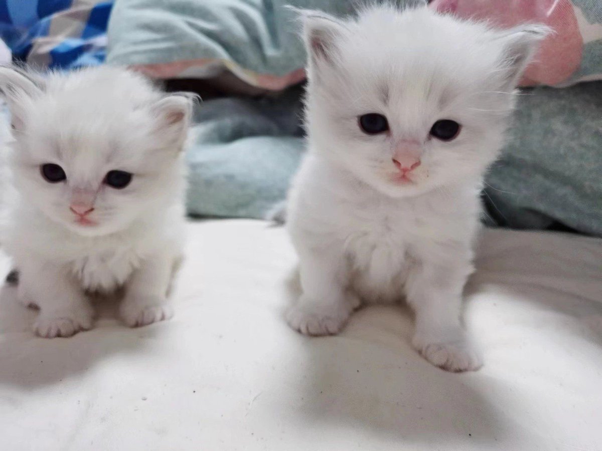 Ольга Ермилина tweet media