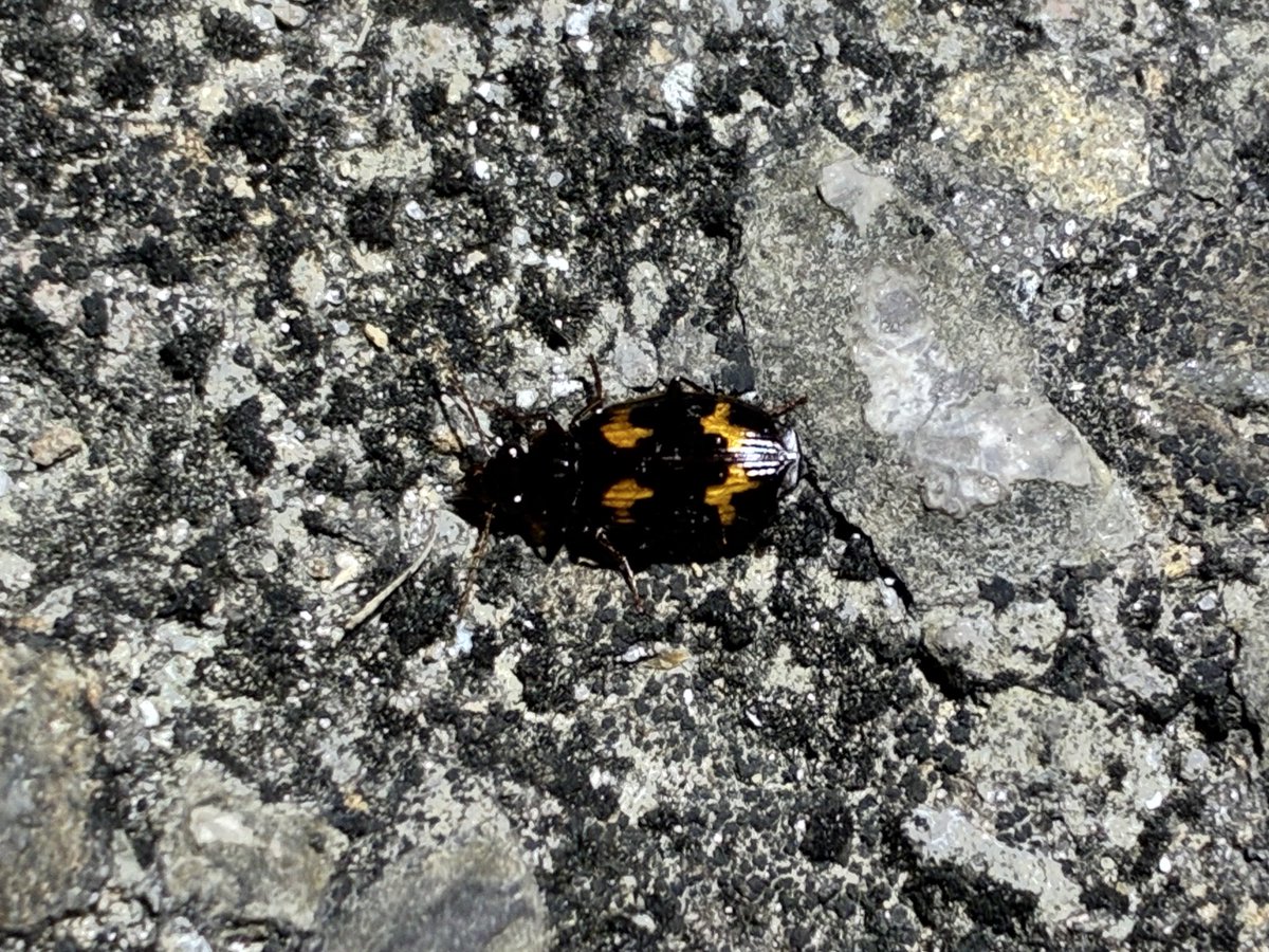 猿ちゃん tweet media