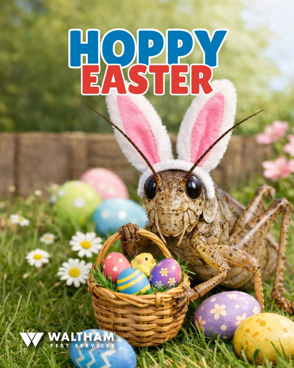 Hop…Hop… Hoppy Easter from your basement’s most infamous dweller! 🦗🐰💛 bit.ly/3PZfMxI