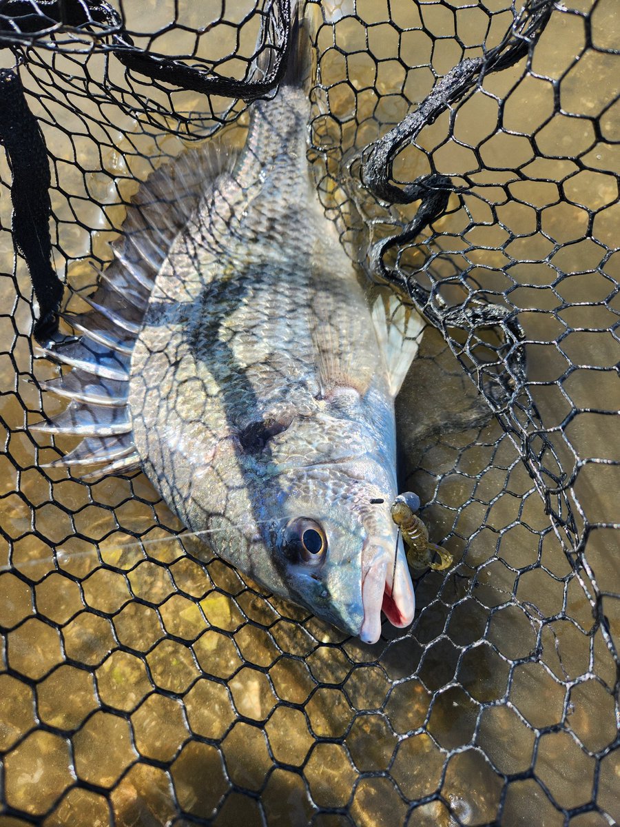 釣りに行く回数が多い人(回数さん) tweet media