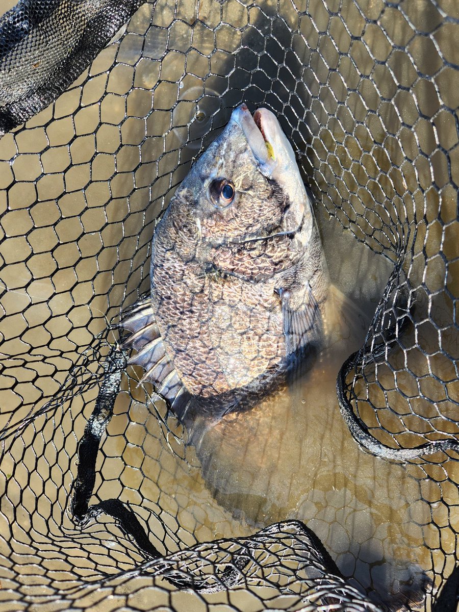 釣りに行く回数が多い人(回数さん) tweet media