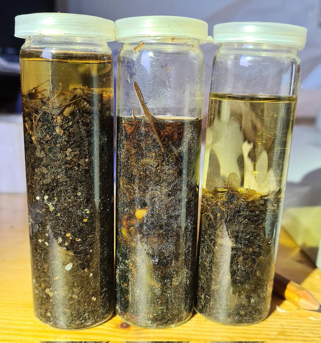 Alces ᛉ tweet media