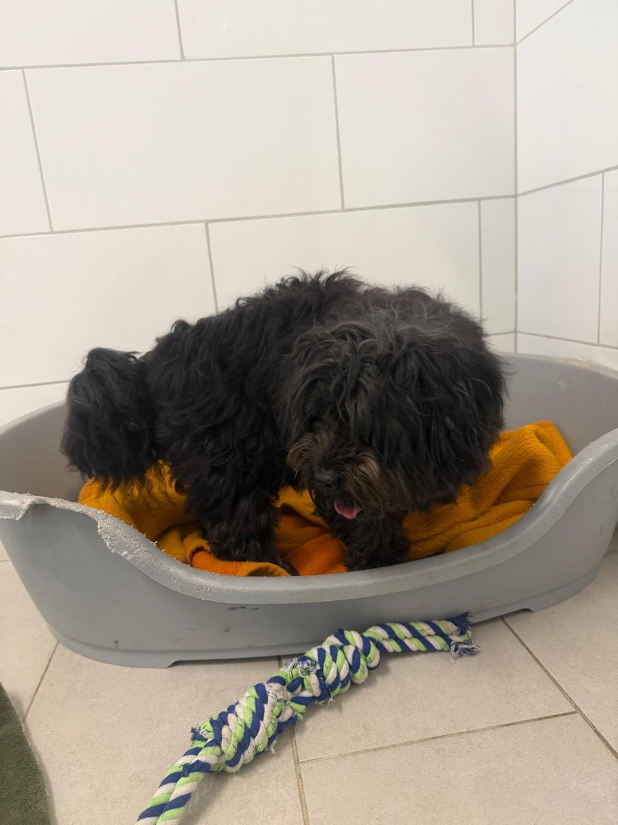 yolanda schultes tweet media