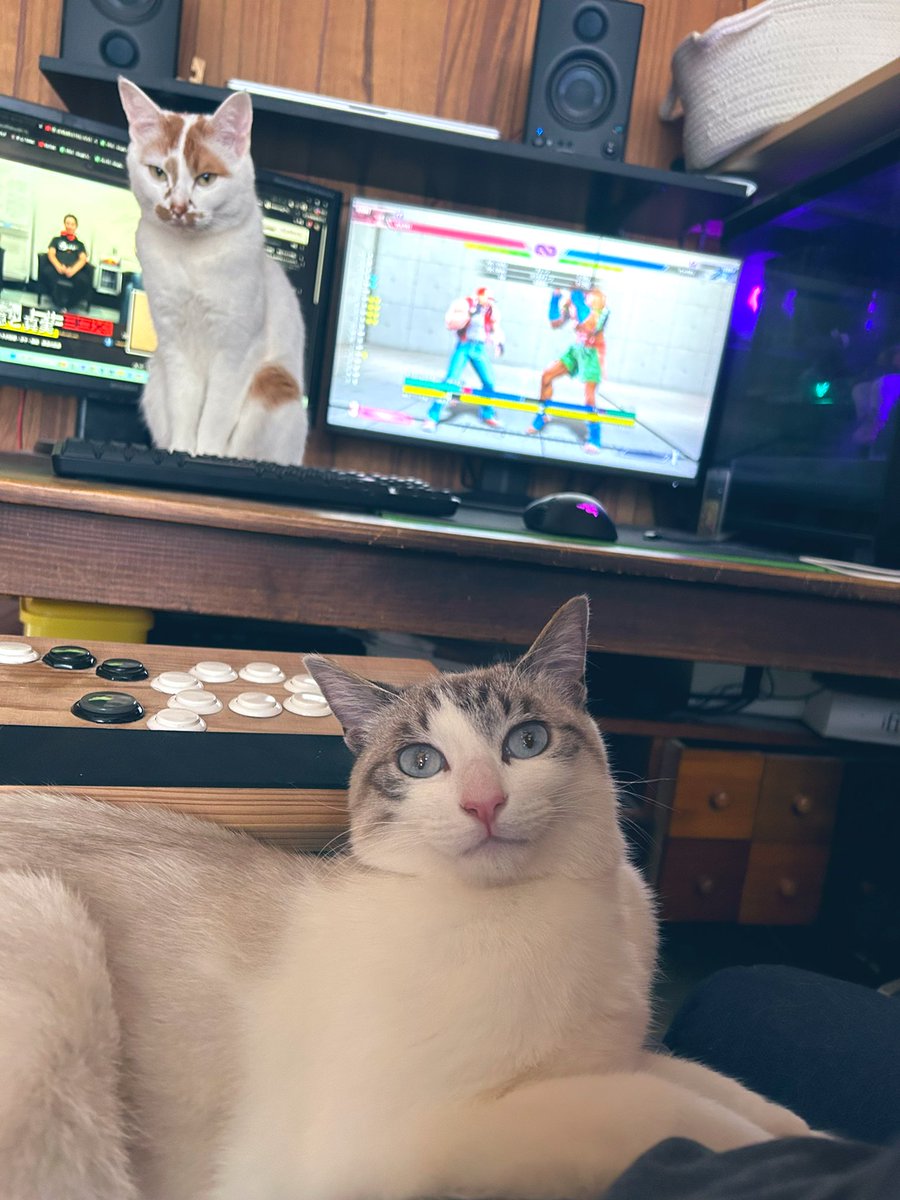 サンロク/スト6と猫暮らし tweet media