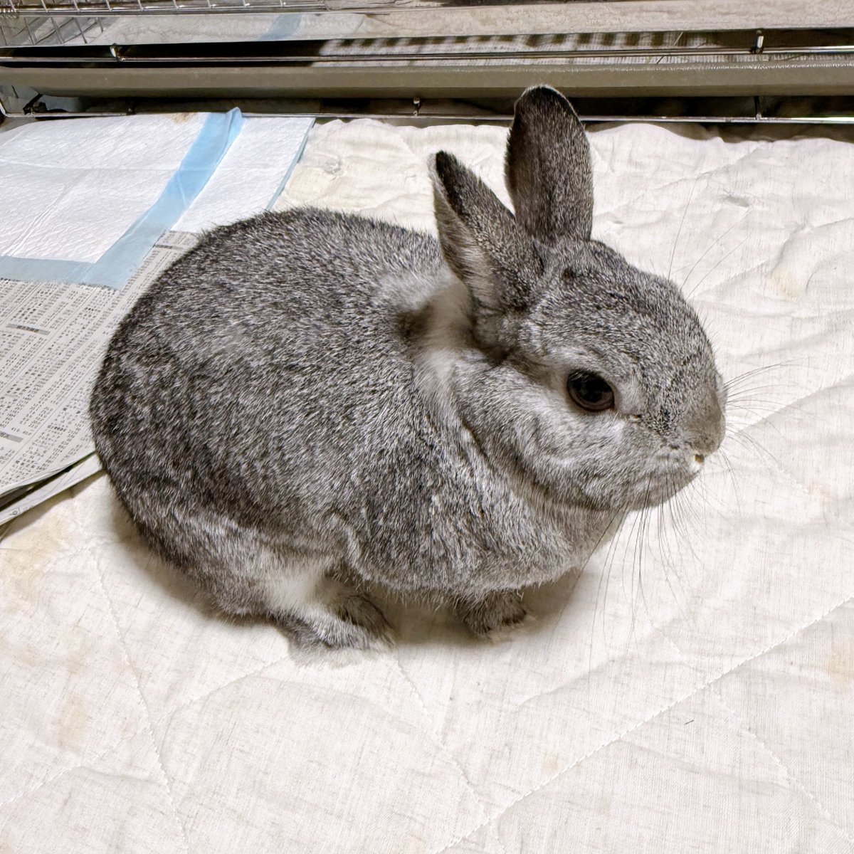 바람（baram）ちゃん tweet media